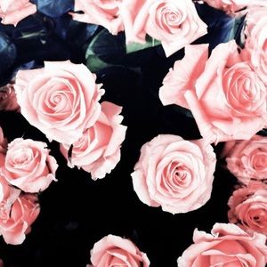 Meet your Posher, Ava